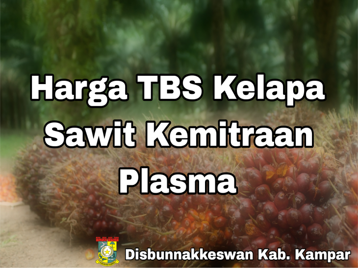 Penetapan Harga TBS Kelapa Sawit Kemitraan Plasma Provinsi Riau Periode 29 Oktober – 4 November 2025